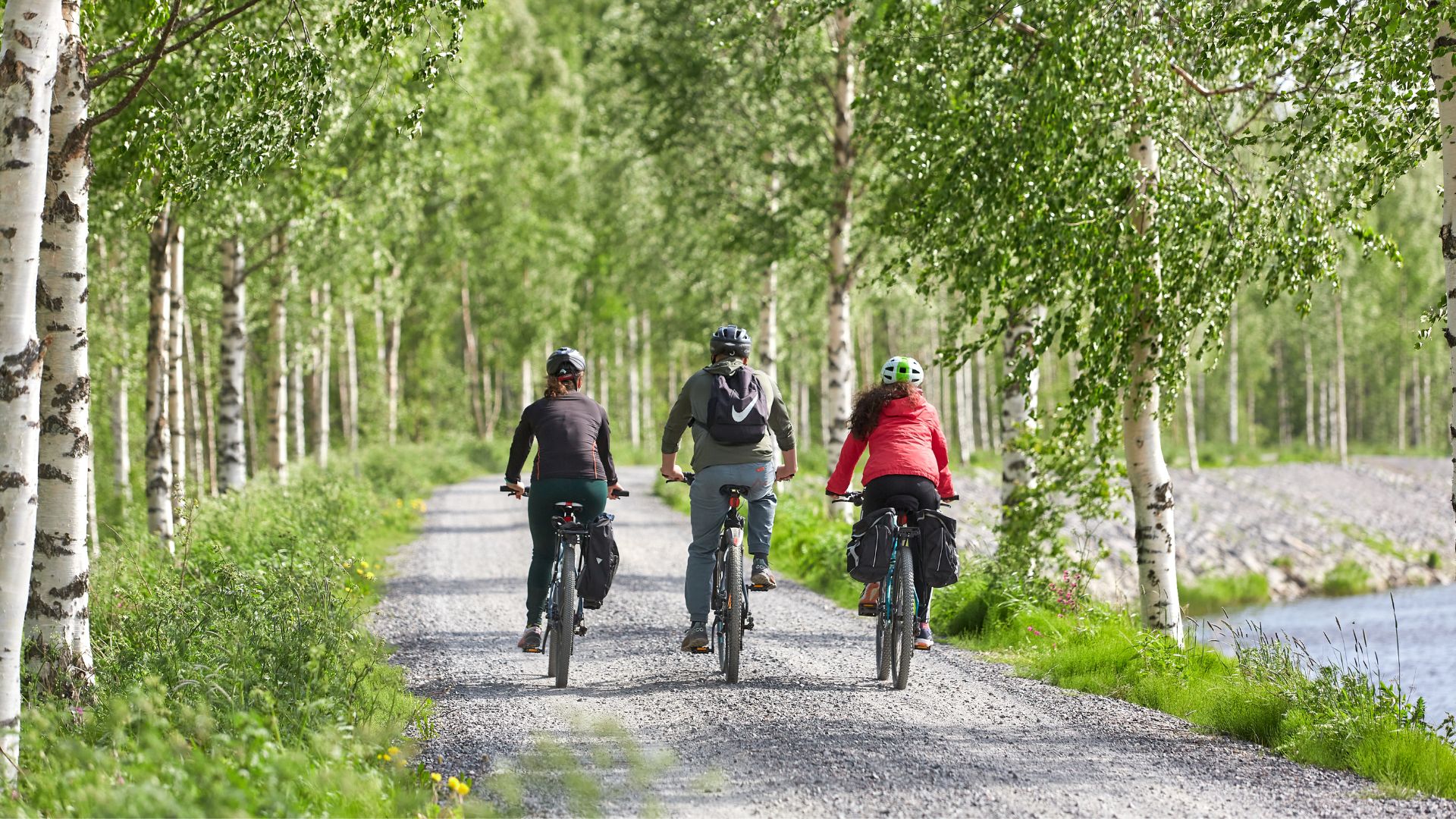 Kolme pyöräilijää ajamassa koivujen reunustamaa soratietä kesällä.